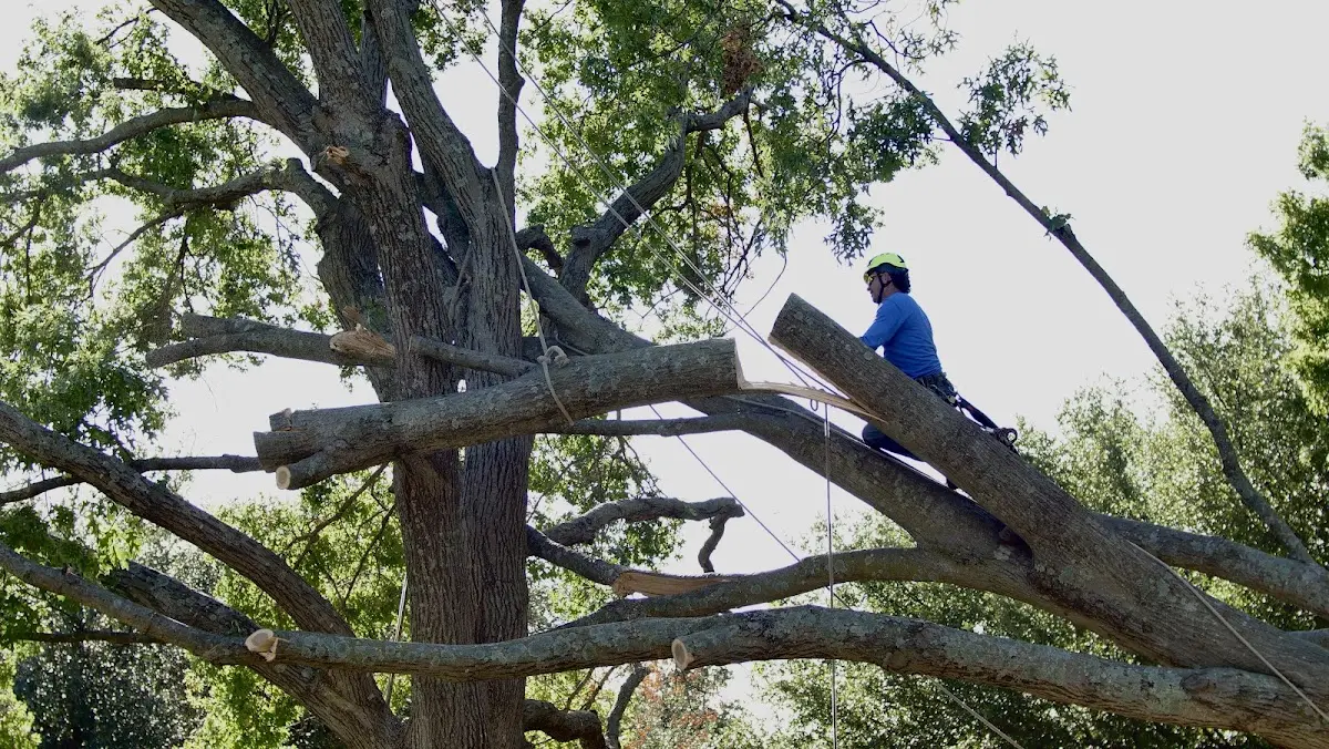 Professional Crown Thinning performed by certified arborists in Melrose Park