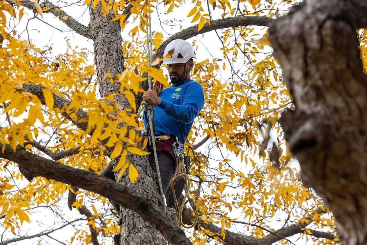 Skilled Tree Pruning crew working in Melrose Park