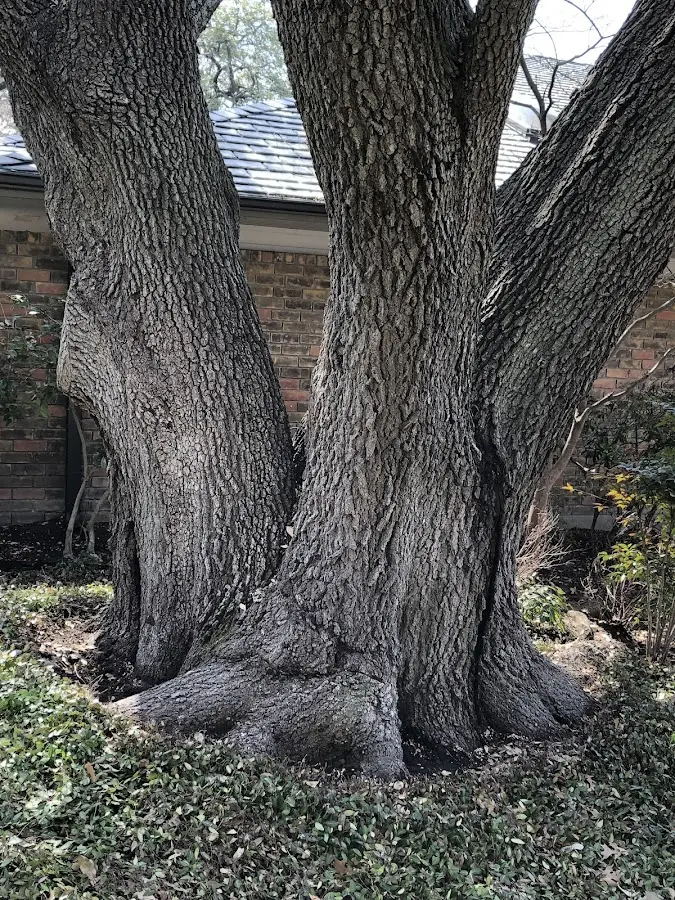Mature heritage tree close to a Melrose Park property cared for by certified arborists